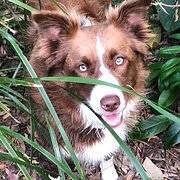 Sippy Downs, Queensland, Australia