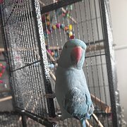 Blackwater, Queensland, Australia