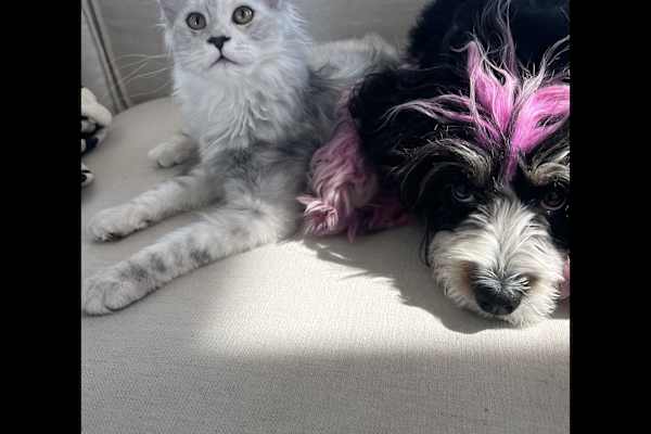 Chicago, Illinois, United States