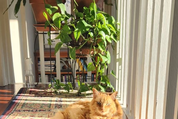 Letterkenny, Ulster, Ireland