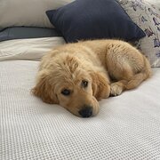 Carlton, Tasmania, Australia