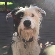 Mowbray, Tasmania, Australia