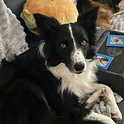 East Maitland March, New South Wales, Australia