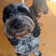 Warriewood, New South Wales, Australia