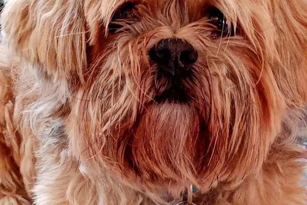 Kirkland, Quebec, Canada