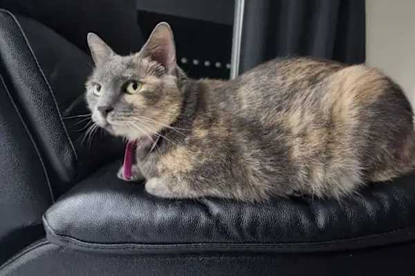 Palmerston, Northern Territory, Australia