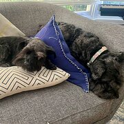 Newstead, Tasmania, Australia