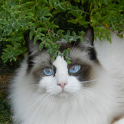 Mildura, Victoria, Australia