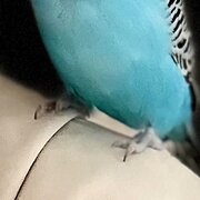 Melbourne Lower Templestowe, Victoria, Australia