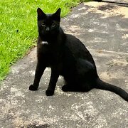 Yokine, Western Australia, Australia