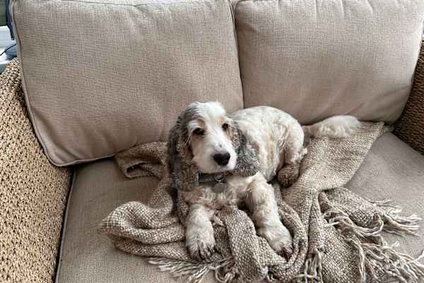 Orpington, England, United Kingdom