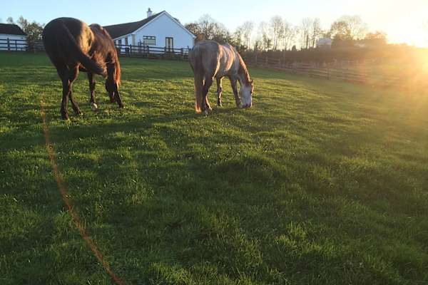 Donaghcloney, Northern Ireland, United Kingdom