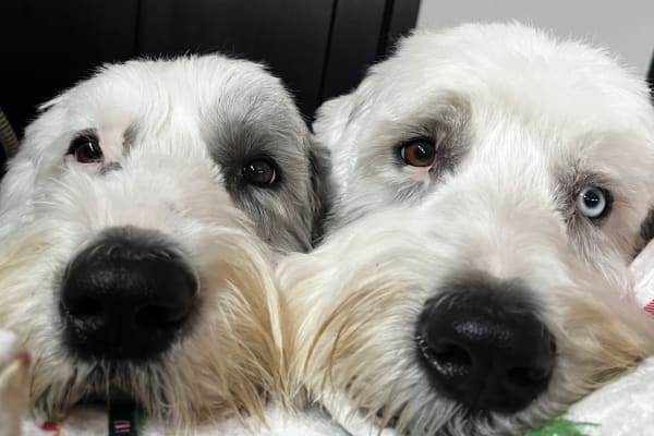 Iron River, Michigan, United States