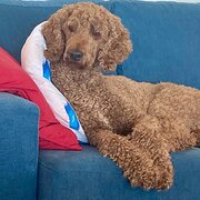 Chisholm, Australian Capital Territory, Australia