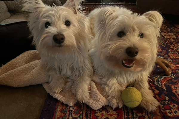 Bristol, New Hampshire, United States