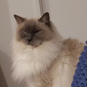 Phillip, Australian Capital Territory, Australia