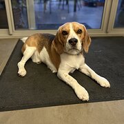 Griffith, Australian Capital Territory, Australia