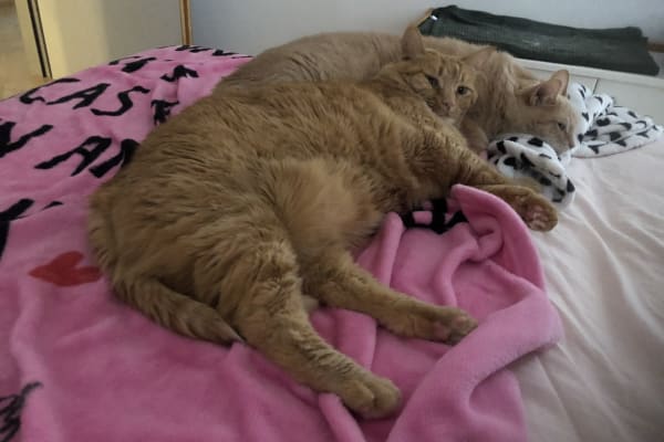 Linz, Upper Austria, Austria