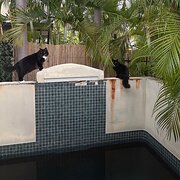 Coconut Grove, Northern Territory, Australia