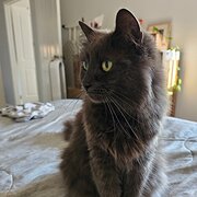 Ngunnawal, Australian Capital Territory, Australia