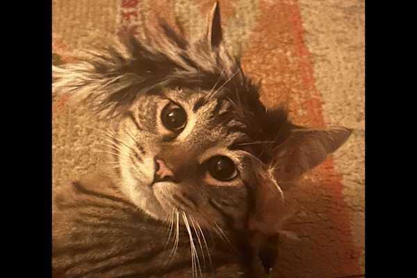 Ypsilanti, Michigan, United States