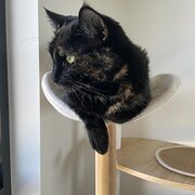 Dickson, Australian Capital Territory, Australia