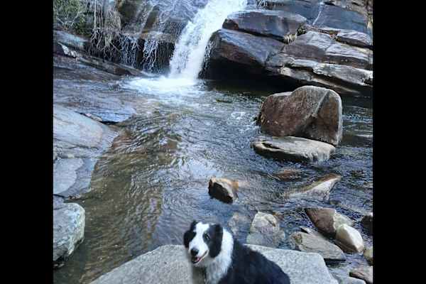 Pisgah Forest, North Carolina, United States