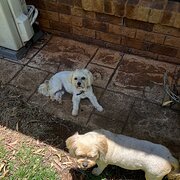 Highfields, Queensland, Australia