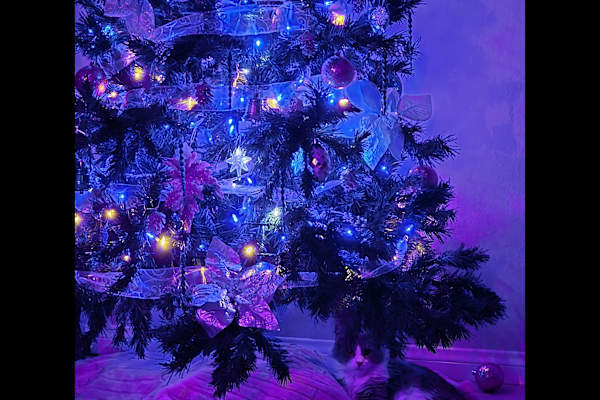 Las Vegas, Nevada, United States