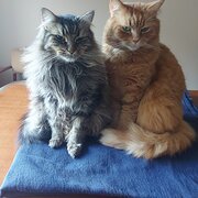 Bli Bli, Queensland, Australia