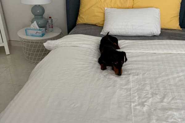 Dubai, Dubai, United Arab Emirates