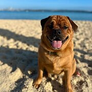 Bondi Beach, New South Wales, Australia