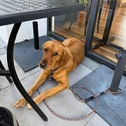 Seaforth, New South Wales, Australia