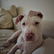 Kincumber, New South Wales, Australia