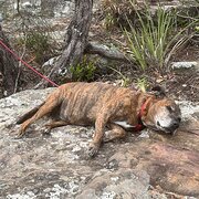 Springfield, New South Wales, Australia