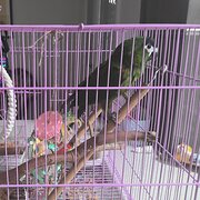 Bentley Park, Cairns, Queensland, Australia