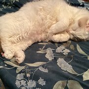 Ulverstone, Tasmania, Australia