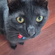 Nedlands, Western Australia, Australia