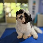 Palmwoods, Queensland, Australia