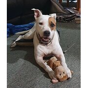 Glenella, Queensland, Australia