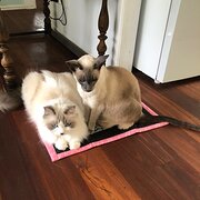 Cooroy, Queensland, Australia