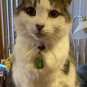 Windsor Gardens, South Australia, Australia