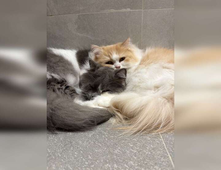 Al Jadaf, Dubai, United Arab Emirates