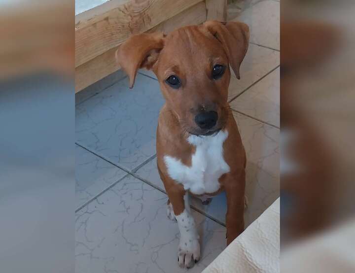 Ashton, Grenadines, Caribbean