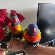 Rhodes, New South Wales, Australia