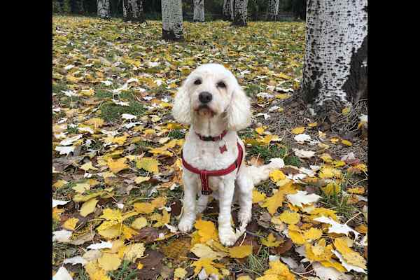 Canberra, Australian Capital Territory, Australia