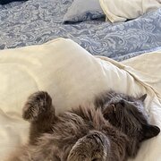 Pratten, Queensland, Australia