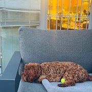 Lane Cove, New South Wales, Australia