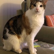 Heathcote, New South Wales, Australia