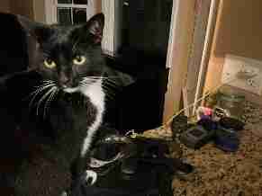 Dogwood, Elgin, South Carolina United States